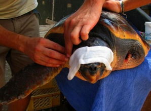 沙滩上发现百年乌龟被卡住, 垃圾导致截肢