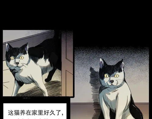 为什么鬼会怕猫