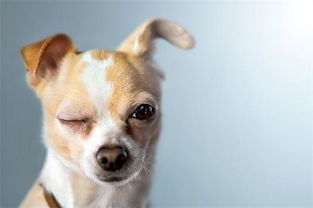 狗狗呕吐可以吃土霉素吗 
