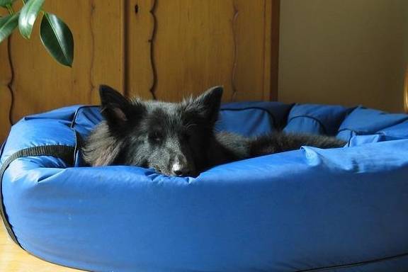 老年犬睡觉时间长,如何给老狗选合适的床,让狗狗睡得好
