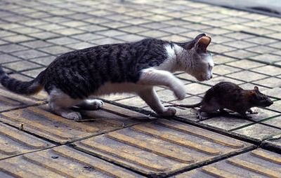 为何现在的猫咪都不会抓老鼠