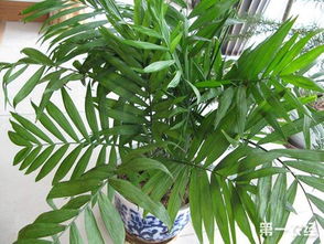 夏威夷椰子种子怎么种,夏威夷竹花籽怎样种植？