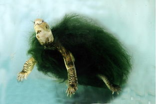 绿毛龟的毛是什么东西