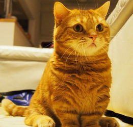 世界最短腿 猫咪, 猫界柯基 曼赤肯猫