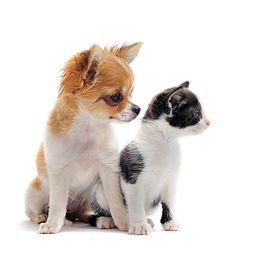 可爱小狗与小猫高清图片免费下载 jpg格式 5600像素 编号19116668 千图网 