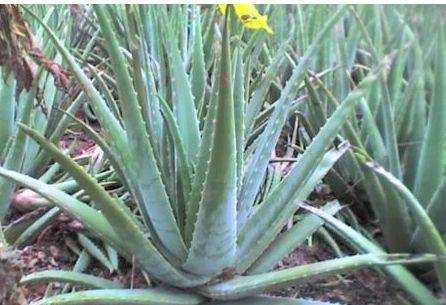 芦荟种植方法与管理,芦荟种植方法与管理