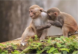 小猴突然乱咬猴妈妈,举动伤透妈妈的心,网友 全是二胎惹得祸 