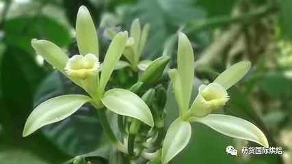 中国哪里有种植香草荚,有没有人知道edenproject是什么？