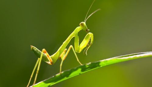 家里有螳螂怎么办 