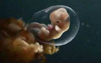 胎儿在妈妈肚子里,多待2周有啥区别 看38周和40周婴儿就知道了