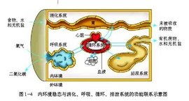 内环境的稳态