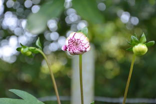 菊花，秋日里的隐逸之花，什么的菊花填合适词语四字