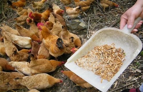 阉鸡催肥增重饲养技巧 不同时期阉鸡长蹬爪养殖 昆虫养鸡
