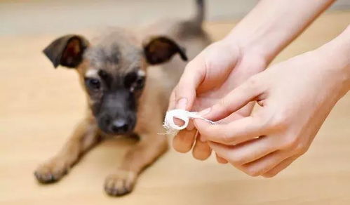 如何清理狗狗的耳朵 几个月不清理一股异味让人难受