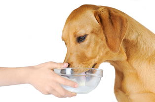 养狗达人课堂 狗狗能喝人的牛奶和奶粉吗 