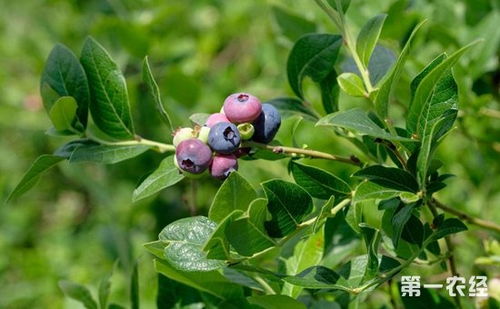 蓝莓种植的方法技巧,怎样种蓝莓长得快