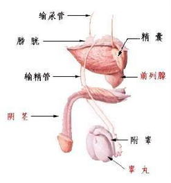原发性膀胱输尿管返流图册 