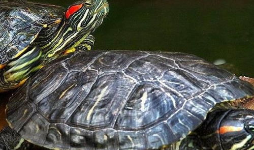 巴西龟怎么养才正确,巴西龟怎么养能放多少水