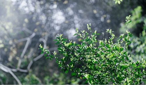 生长在悬崖上的芬芳,江子崖茶正在朝 山外 飘香