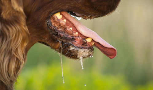 狂犬病为什么又称为恐水症 在这3个因素作用下,对水敬而远之