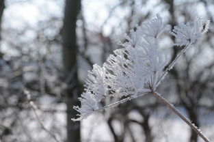 雪后美景，诗意画卷，雪后的美景作文300字3年级