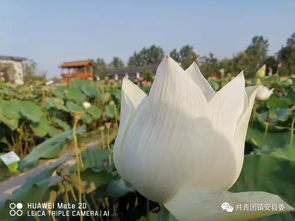 从秦岭到长江 我的浦口学习感悟