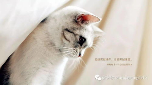 猫七名言1-芒果猫名人名言？