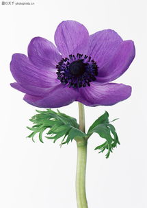 花卉造型0168 花卉造型图 植物图库 一朵紫花 