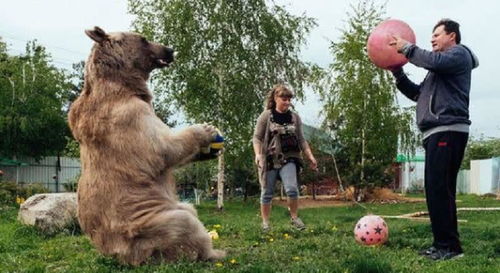 俄罗斯最挫败的熊,被当宠物养了20年,如今连 熊样 都没了