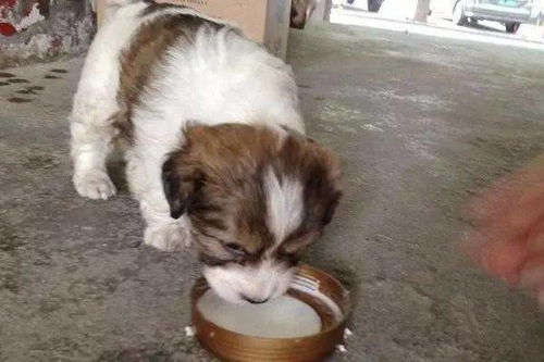 狗狗能喝牛奶吗 可以少量喂一点试试看 羊奶更容易被吸收