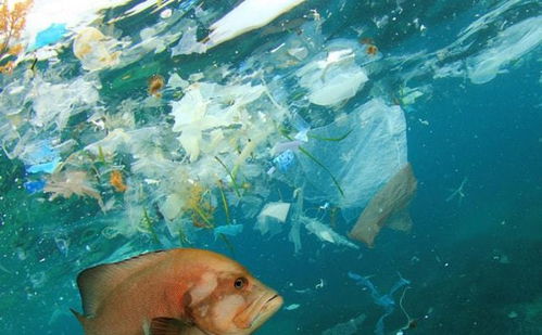 存在4500万年的海洋霸主,被塑料垃圾逼到绝境,为何沦落至此