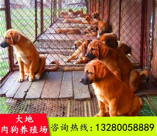 邯郸小北堡肉狗养殖场建设图片狗崽肉微博 