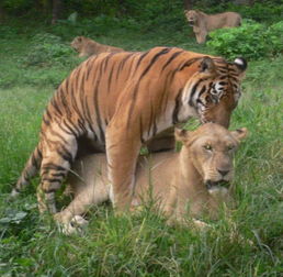 老虎的对手只有狮子吗 可别忽略了2种熊,猫科动物的克星