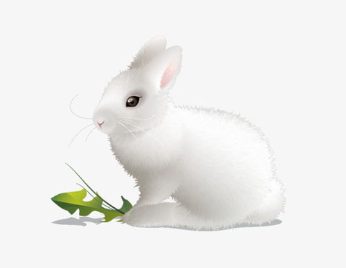 可爱的大白兔素材图片免费下载 高清png 千库网 图片编号7149006 