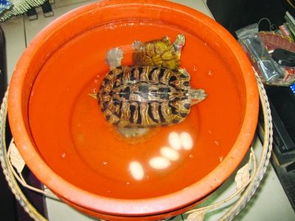 邯郸一女士家养乌龟七八年 单身 乌龟下蛋了 