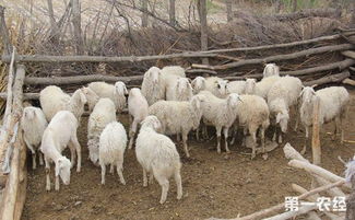 夏季要怎么养羊 夏季养羊技术