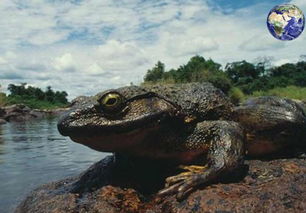世界上最大的蛙类, 体长1米,一只价值八千法郎 