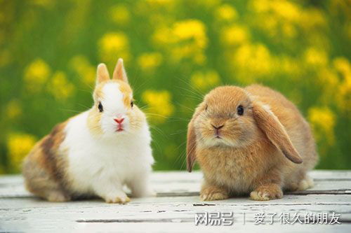 养兔请教 兔子毛球便和胀气,兔子肚子里有毛怎么办