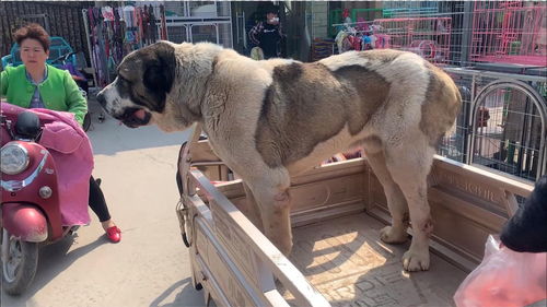 实拍邯郸最大狗市,惊现战神中亚犬,200斤的庞然大物,真吓人 