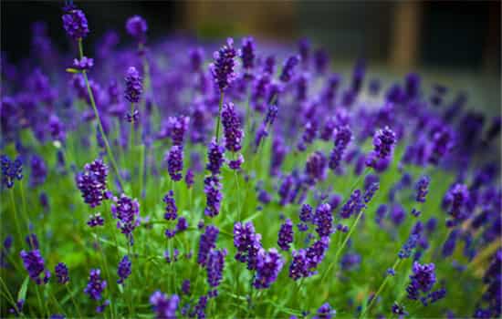 紫罗兰花语象征与寓意,紫罗兰的花语是什么、代表了什么？