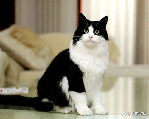 在中国民间,有一种猫叫戴孝猫,戴孝猫是什么样子的