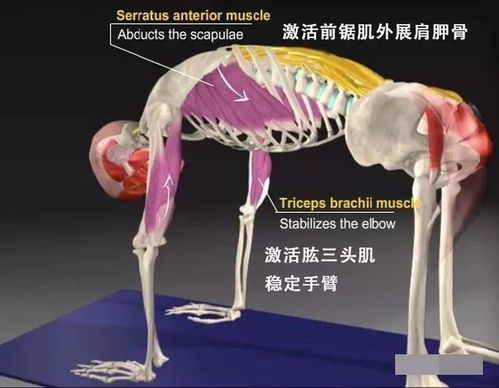 1个瑜伽体式,每天5组,改善驼背,灵活脊柱 牛式并 