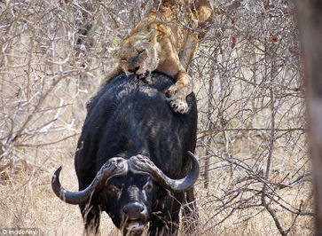 南非水牛逃过三只狮子猎捕 