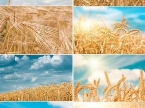 金黄色麦田小麦天空高清图片素材图片下载素材 树叶 