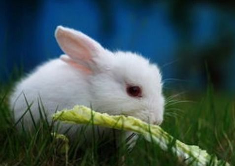 兔子的繁殖能力有多强 