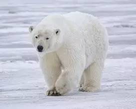 呵呵丨不满一岁的小北极熊,就没见过这么萌的 耐 萌 力差的慎点