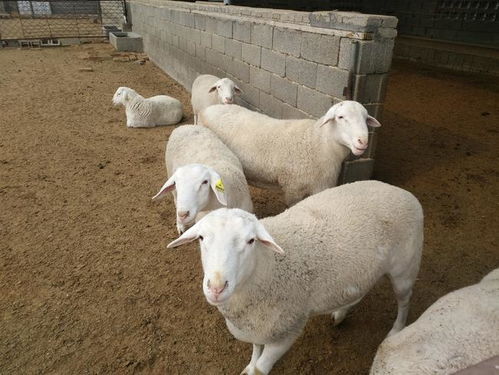 澳洲白绵羊价格行情走势澳洲白绵羊市场分析