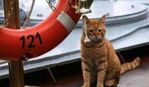 航母上又没有老鼠, 为什么都要养猫 看舰长给它取的名字就知道了