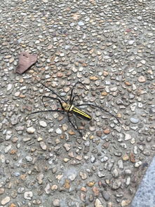 这是什么蜘蛛 今天碰到掉身上了 丝是黄色的 