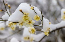 补记1.12日 下了场雪